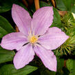 Plamének 'Proteus' - Clematis 'Proteus'