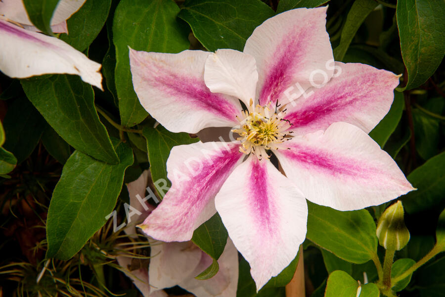 Plamének 'Andromeda' - Clematis 'Andromeda'