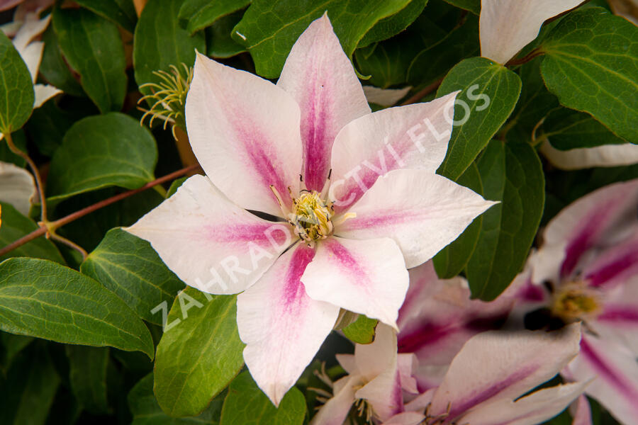 Plamének 'Andromeda' - Clematis 'Andromeda'