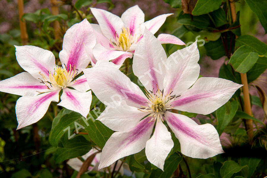 Plamének 'Andromeda' - Clematis 'Andromeda'