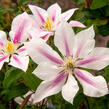 Plamének 'Andromeda' - Clematis 'Andromeda'