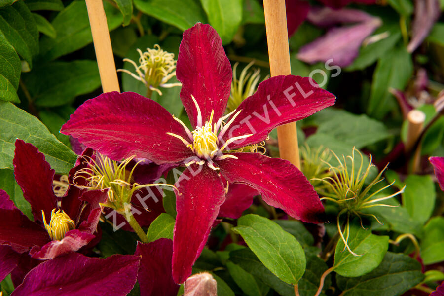Plamének 'Niobe' - Clematis 'Niobe'
