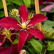 Plamének 'Niobe' - Clematis 'Niobe'