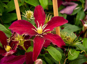 Plamének 'Niobe' - Clematis 'Niobe'