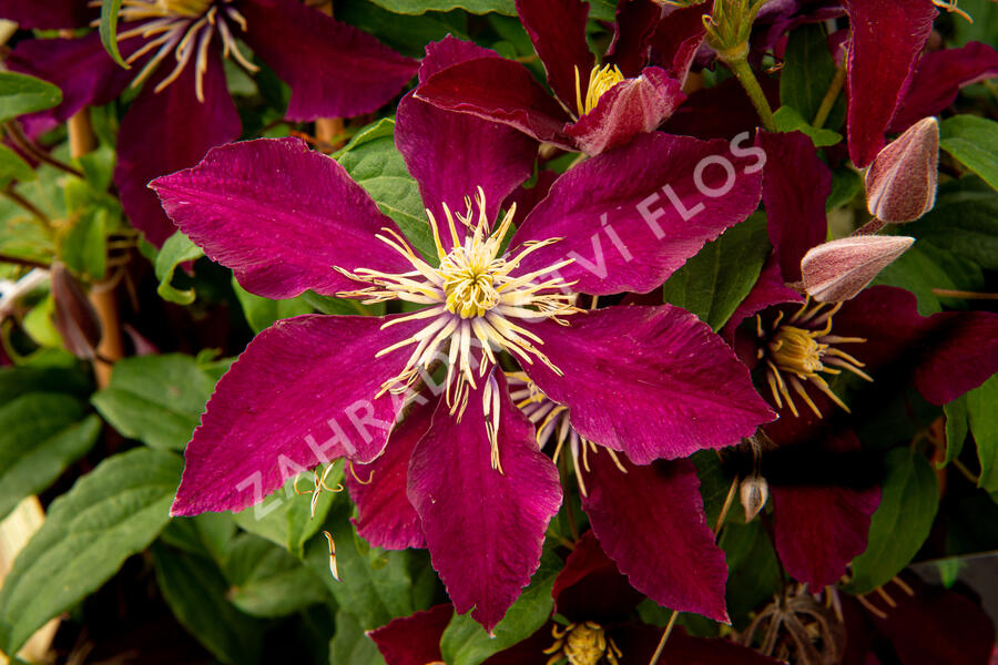 Plamének 'Niobe' - Clematis 'Niobe'