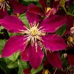 Plamének 'Niobe' - Clematis 'Niobe'
