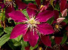 Plamének 'Niobe' - Clematis 'Niobe'