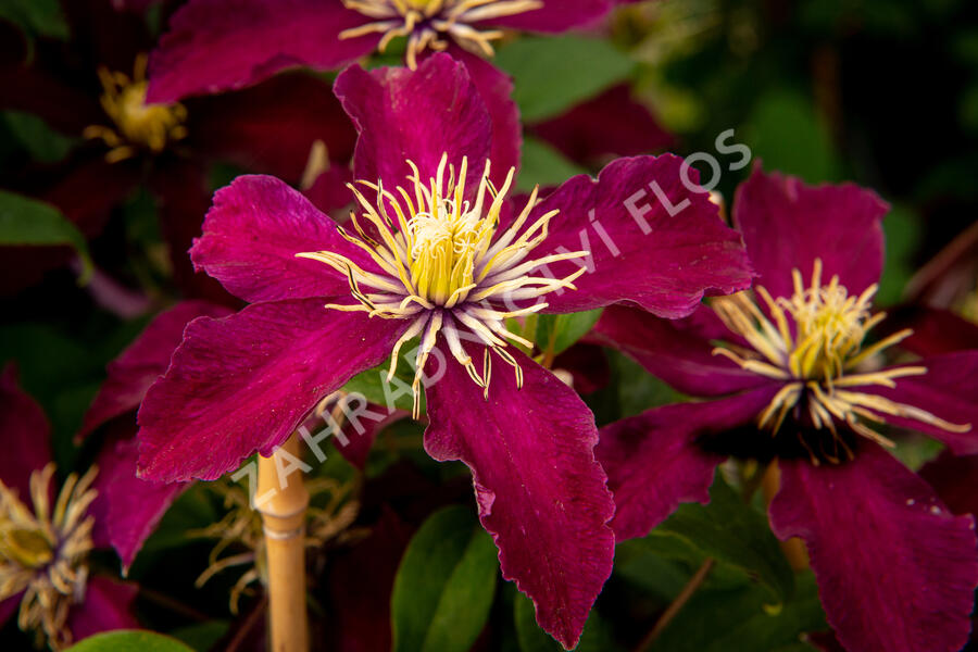 Plamének 'Niobe' - Clematis 'Niobe'