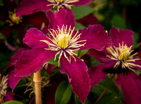 Plamének 'Niobe' - Clematis 'Niobe'