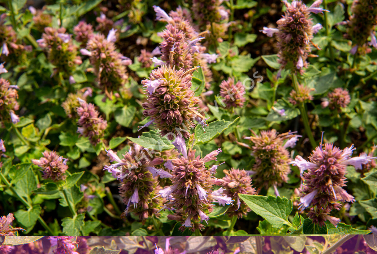Agastache 'Kudos Silver Blue' - Agastache hybrida 'Kudos Silver Blue'