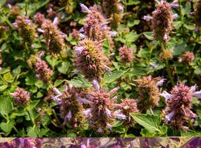 Agastache 'Kudos Silver Blue' - Agastache hybrida 'Kudos Silver Blue'