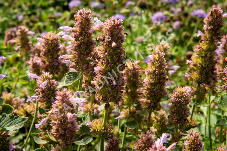 Agastache 'Kudos Silver Blue' - Agastache hybrida 'Kudos Silver Blue'