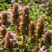 Agastache 'Kudos Silver Blue' - Agastache hybrida 'Kudos Silver Blue'