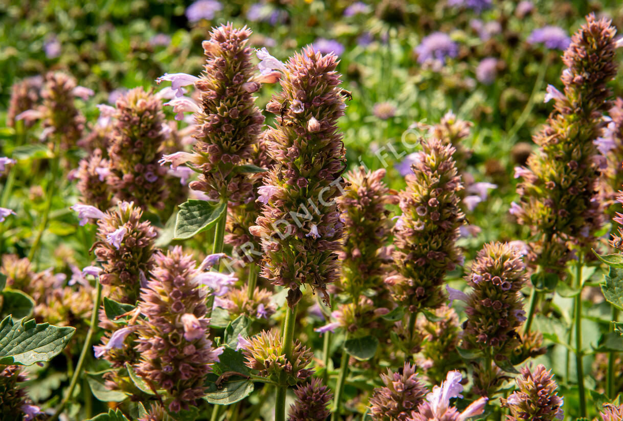Agastache 'Kudos Silver Blue' - Agastache hybrida 'Kudos Silver Blue'