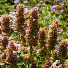 Agastache 'Kudos Silver Blue' - Agastache hybrida 'Kudos Silver Blue'