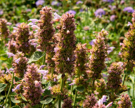 Agastache 'Kudos Silver Blue'