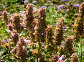 Agastache 'Kudos Silver Blue' - Agastache hybrida 'Kudos Silver Blue'