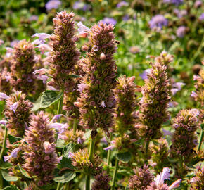 Agastache 'Kudos Silver Blue' - Agastache hybrida 'Kudos Silver Blue'