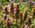 Agastache 'Kudos Silver Blue'