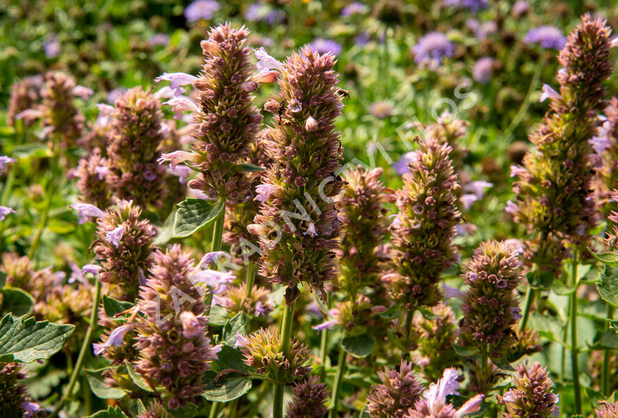 Agastache 'Kudos Silver Blue' - Agastache hybrida 'Kudos Silver Blue'
