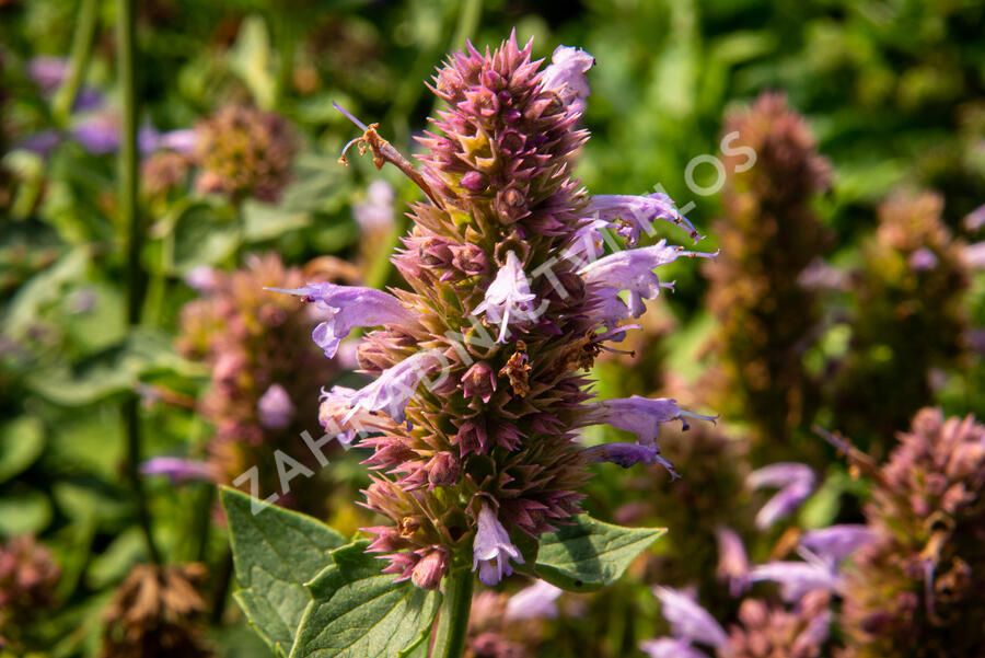 Agastache 'Kudos Silver Blue' - Agastache hybrida 'Kudos Silver Blue'