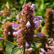 Agastache 'Kudos Silver Blue' - Agastache hybrida 'Kudos Silver Blue'