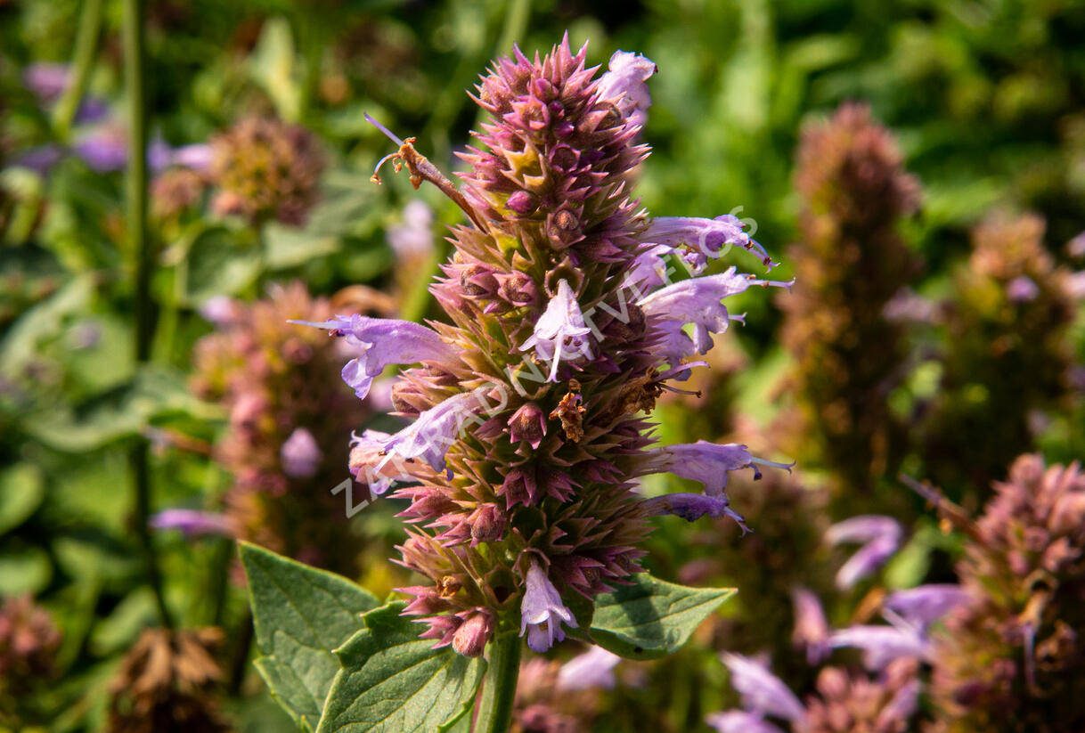 Agastache 'Kudos Silver Blue' - Agastache hybrida 'Kudos Silver Blue'