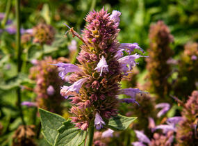 Agastache 'Kudos Silver Blue' - Agastache hybrida 'Kudos Silver Blue'
