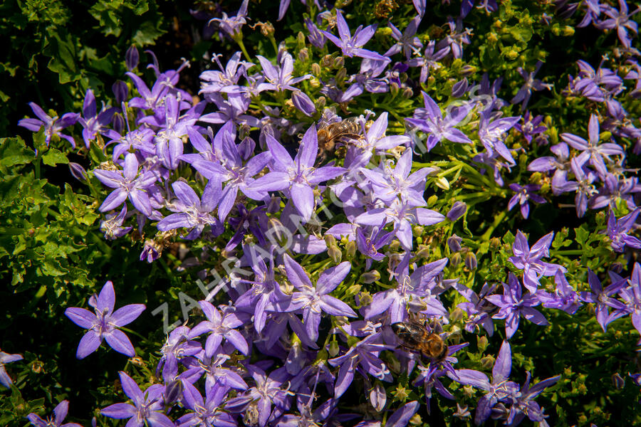 Zvonek garganský 'Filigree Purple' - Campanula garganica 'Filigree Purple'