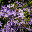 Zvonek garganský 'Filigree Purple' - Campanula garganica 'Filigree Purple'