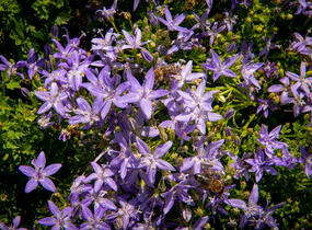 Zvonek garganský 'Filigree Purple' - Campanula garganica 'Filigree Purple'