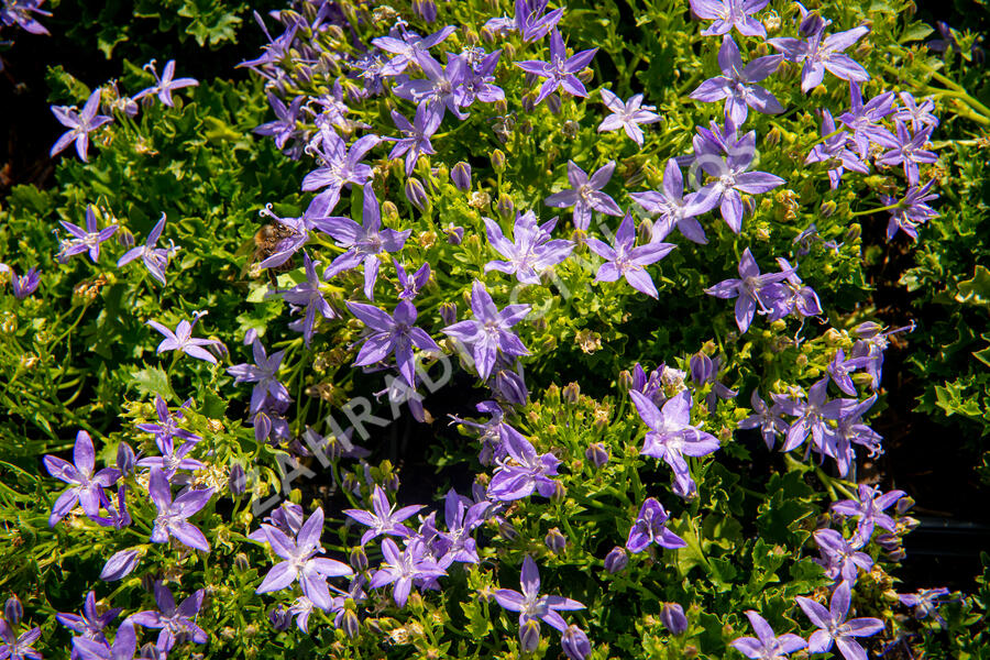 Zvonek garganský 'Filigree Purple' - Campanula garganica 'Filigree Purple'