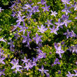 Zvonek garganský 'Filigree Purple' - Campanula garganica 'Filigree Purple'