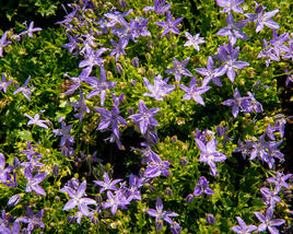 Zvonek garganský 'Filigree Purple'