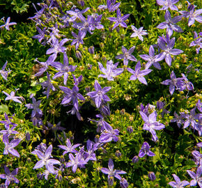 Zvonek garganský 'Filigree Purple' - Campanula garganica 'Filigree Purple'