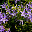 Zvonek garganský 'Filigree Purple' - Campanula garganica 'Filigree Purple'