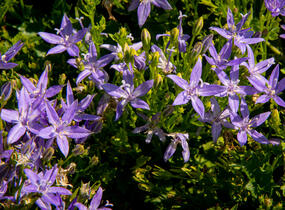 Zvonek garganský 'Filigree Purple' - Campanula garganica 'Filigree Purple'