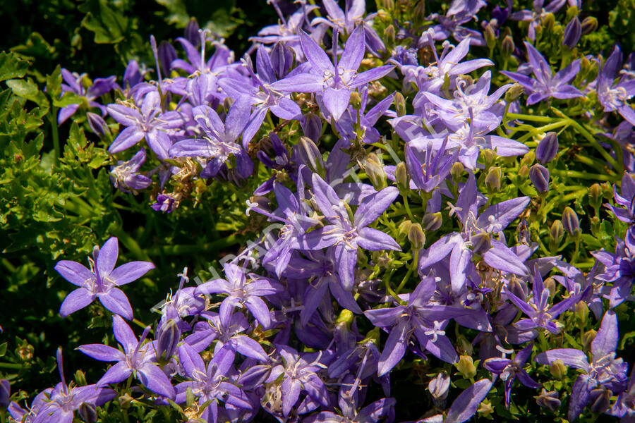 Zvonek garganský 'Filigree Purple' - Campanula garganica 'Filigree Purple'