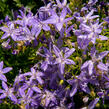 Zvonek garganský 'Filigree Purple' - Campanula garganica 'Filigree Purple'