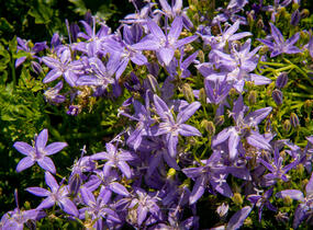 Zvonek garganský 'Filigree Purple' - Campanula garganica 'Filigree Purple'