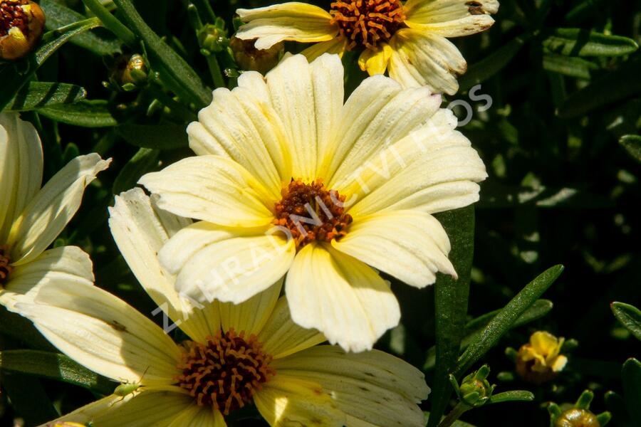 Krásnoočko přeslenité 'Buttermilk' - Coreopsis verticillata 'Buttermilk'