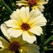 Krásnoočko přeslenité 'Buttermilk' - Coreopsis verticillata 'Buttermilk'