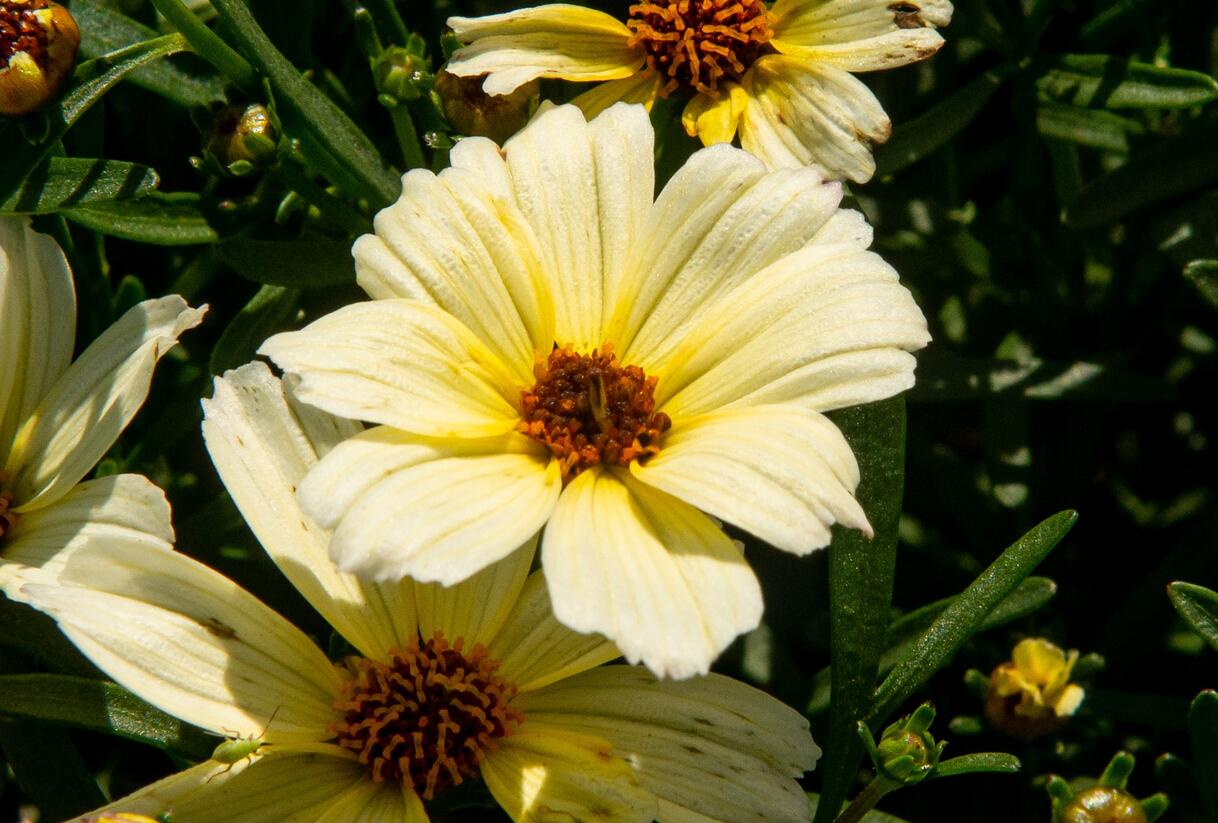 Krásnoočko přeslenité 'Buttermilk' - Coreopsis verticillata 'Buttermilk'