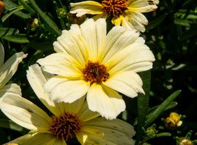 Krásnoočko přeslenité 'Buttermilk' - Coreopsis verticillata 'Buttermilk'