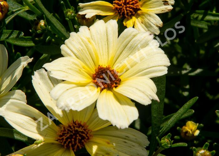 Krásnoočko přeslenité 'Buttermilk' - Coreopsis verticillata 'Buttermilk'
