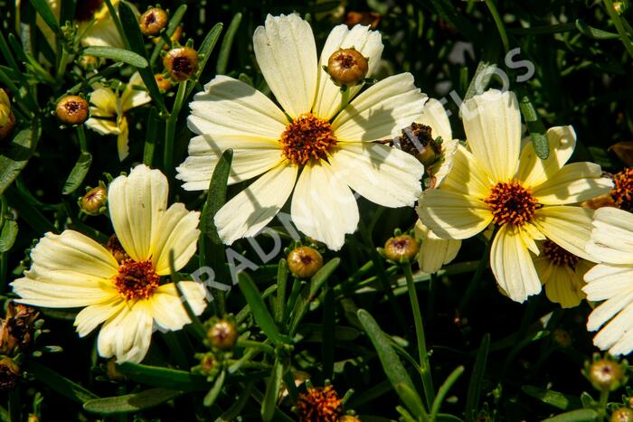 Krásnoočko přeslenité 'Buttermilk' - Coreopsis verticillata 'Buttermilk'
