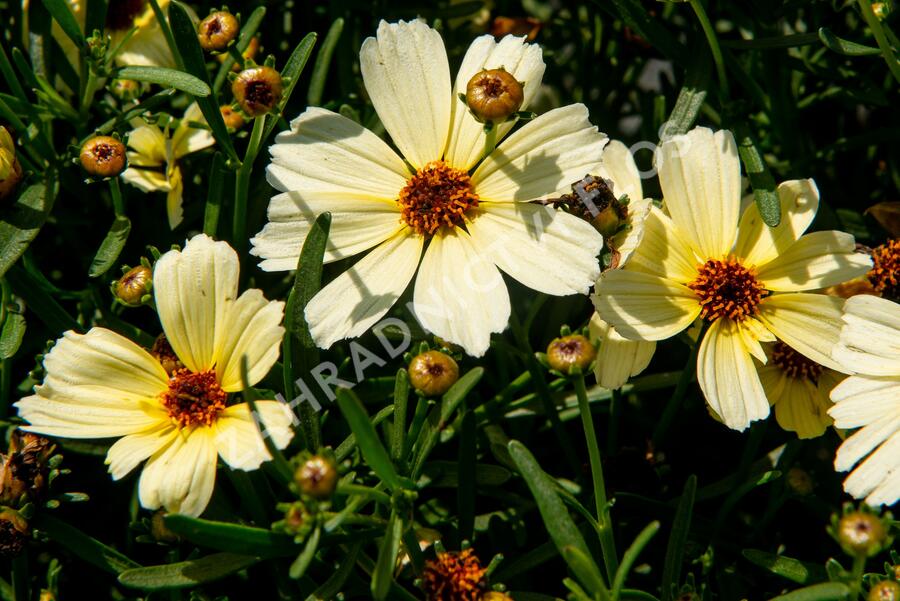 Krásnoočko přeslenité 'Buttermilk' - Coreopsis verticillata 'Buttermilk'