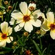 Krásnoočko přeslenité 'Buttermilk' - Coreopsis verticillata 'Buttermilk'