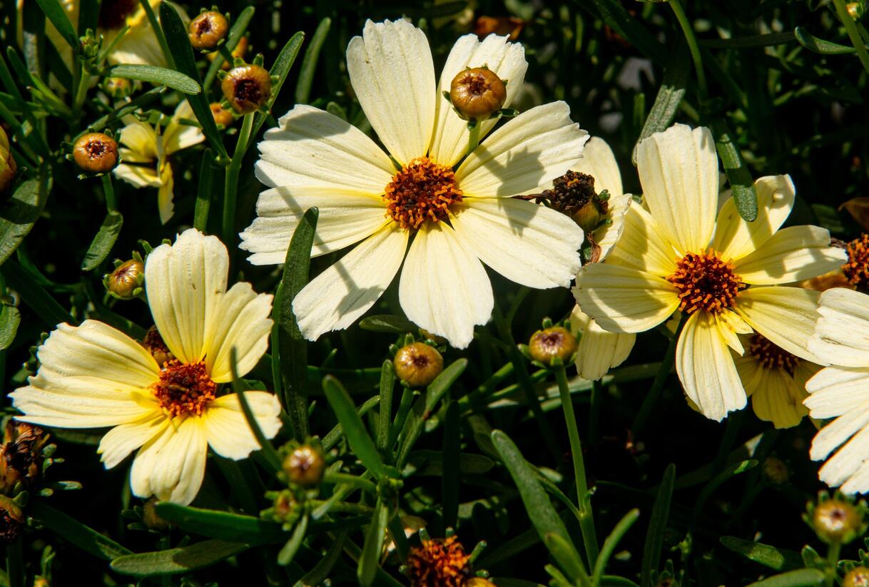 Krásnoočko přeslenité 'Buttermilk' - Coreopsis verticillata 'Buttermilk'