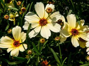 Krásnoočko přeslenité 'Buttermilk' - Coreopsis verticillata 'Buttermilk'